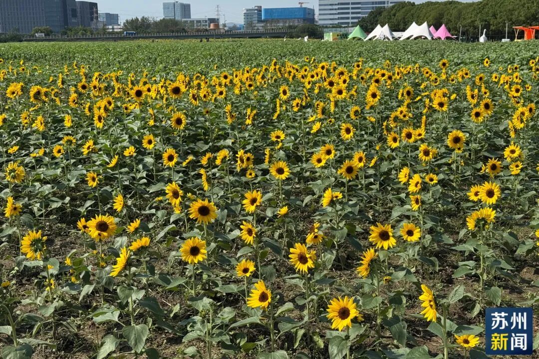 荷塘月色2 (1) (1).jpg