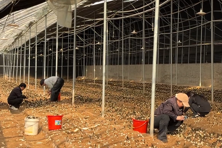 ▲种植户们采收最新鲜的羊肚菌