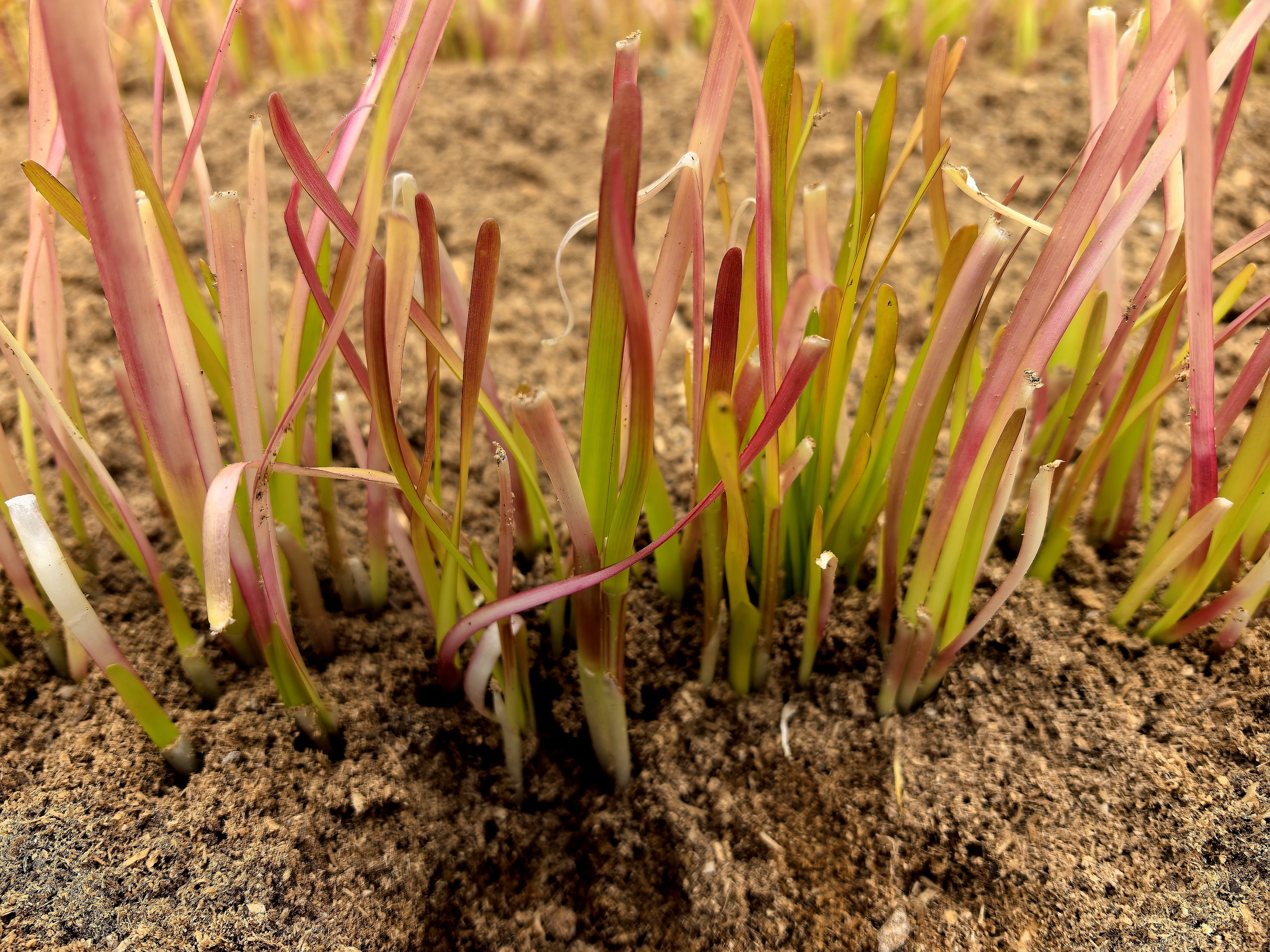 五色韭。杨梦帆 摄