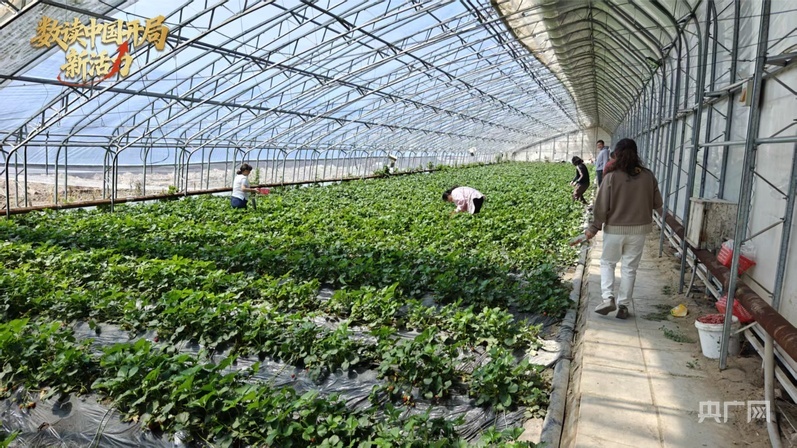 游客正在采摘草莓 （央广网记者 郭璁悦 摄）