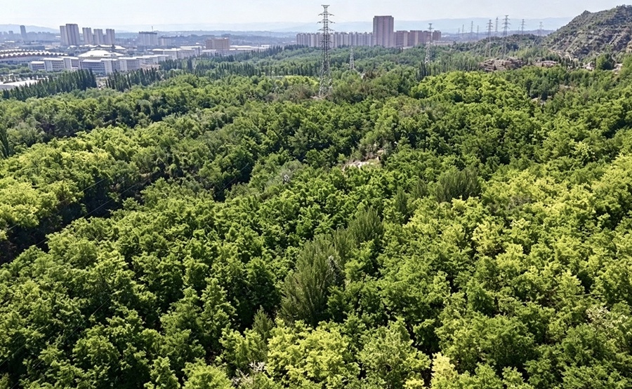 楼房沟林场上下孤山。白银区委宣传部供图