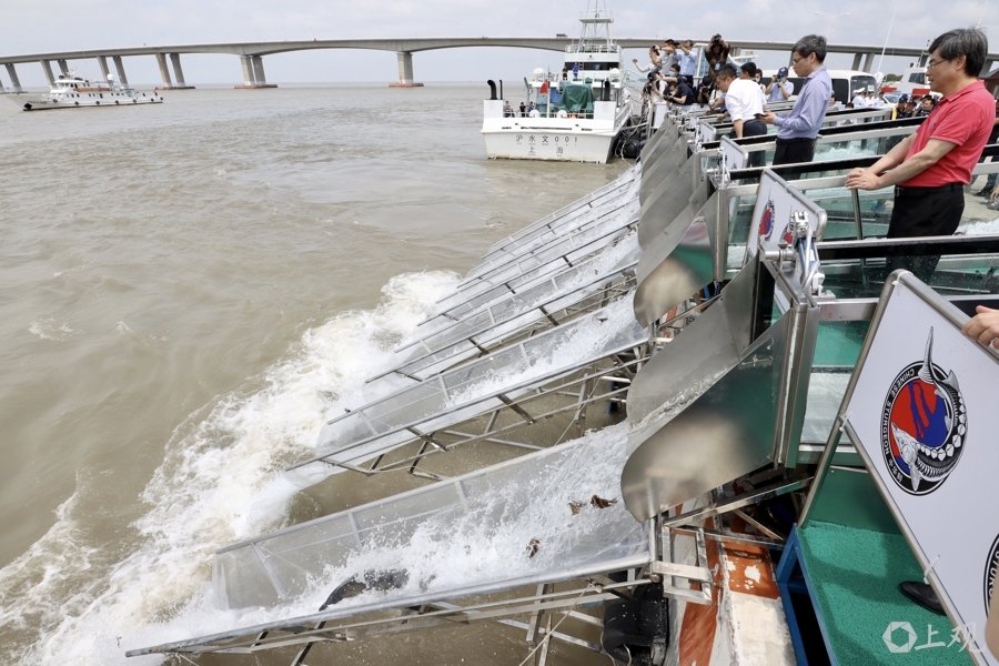 资料图：2020年6月6日，在上海长江大桥北岸东侧海警码头水域，24尾全长100-160厘米的中华鲟、放流长江口 记者 刘歆 摄