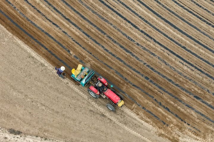 2026年5月19日,在甘肃省白银市会宁县八里湾乡一处高标准梯田,工作人员在进行覆膜及播种作业(无人机照片)。新华社记者 郎兵兵 摄