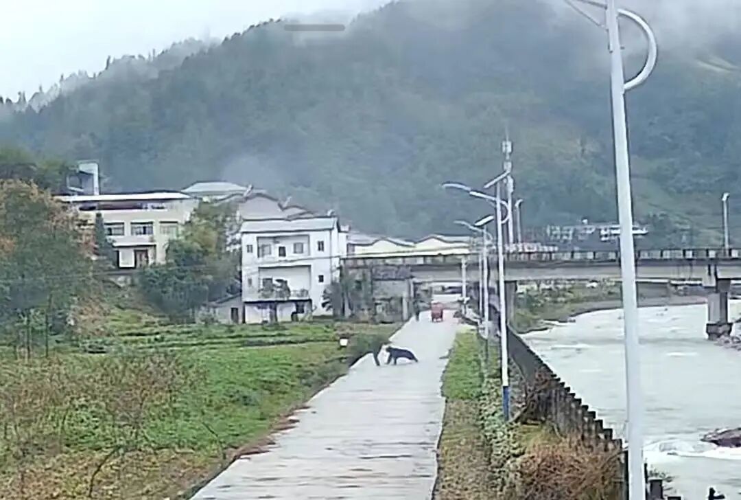 王大爷与黑熊遭遇瞬间。