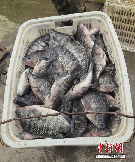 刚刚捕捞上岸的鲜鱼装满周转筐。杨景丽 摄