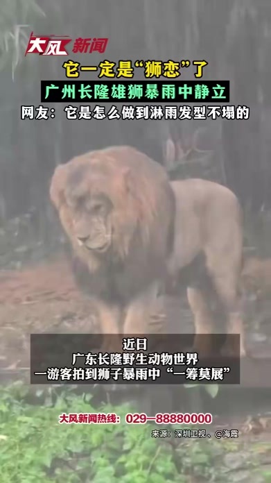它一定是“狮恋”了 广州长隆雄狮暴雨中静立 网友：它是怎么做到淋雨发型不塌的