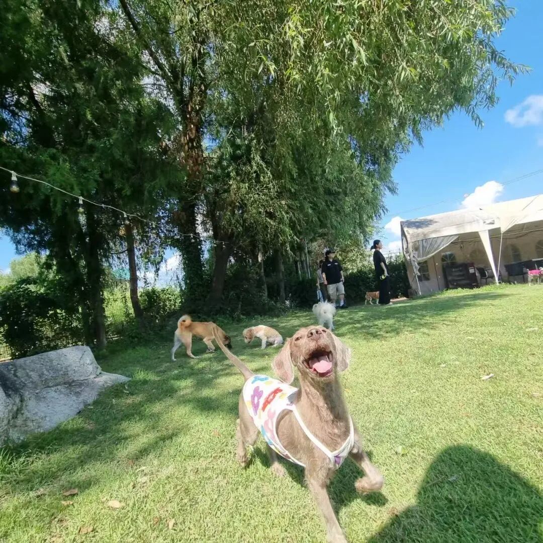 高高在幼儿园里和同学们玩耍。(图/受访者供图)