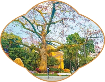 广东广州中山纪念堂，游客打卡“中国最美木棉”。　郑 建摄