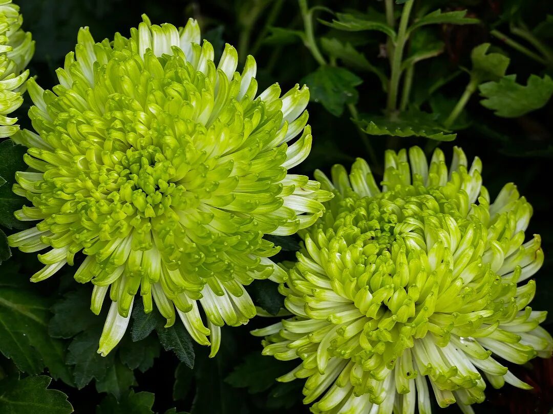 摄图网_702202795_山东济南趵突泉景区菊花展_(企业商用).jpg
