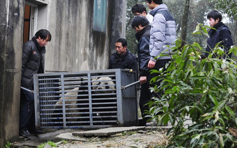 2011年2月20日,中国保护大熊猫研究中心雅安碧峰峡基地的工作人员在搬运大熊猫“仙女”,启程前往东京上野动物园。新华社 图