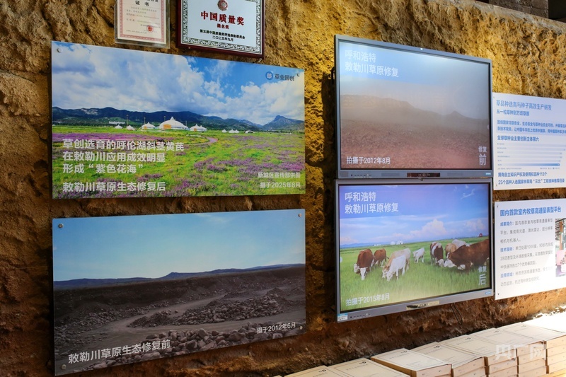 敕勒川草原修复前后对比展示(央广网记者 杨亚东 摄)