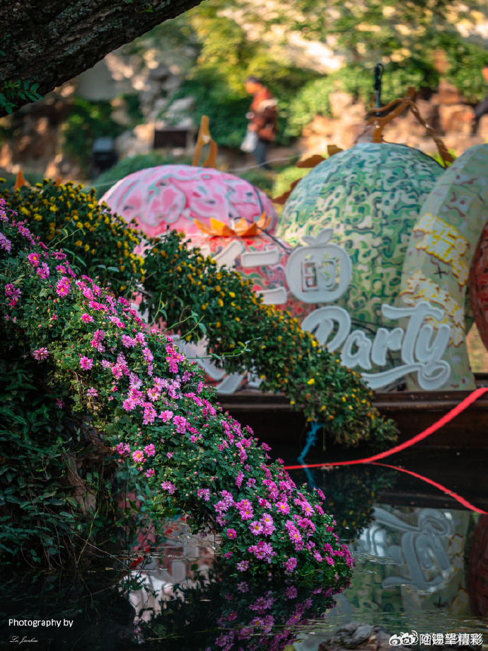 #锡城晚安# 秋意渐浓，无锡惠山古镇的菊花展真的太美了！#行摄无锡#
