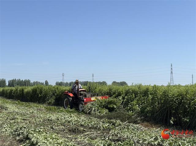 灵台艾草收获