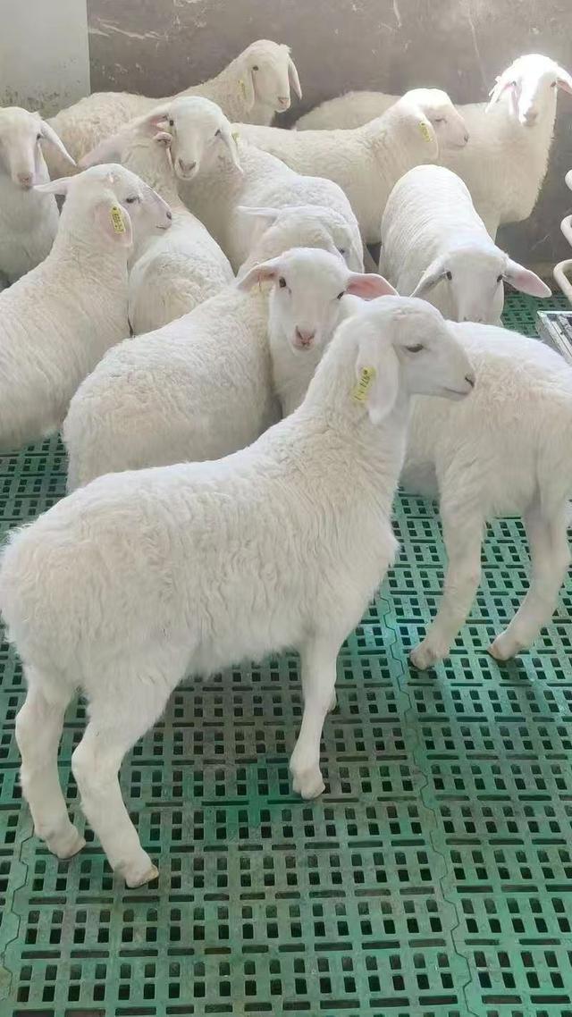 浙江湖羊 受访者供图