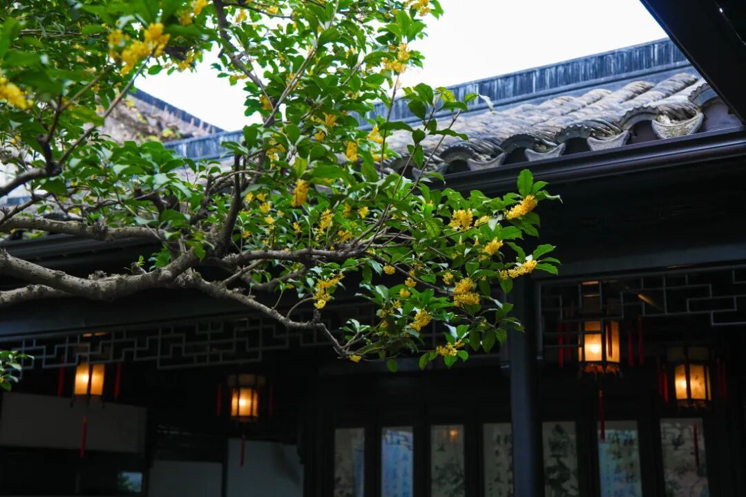 留园 (2).jpg