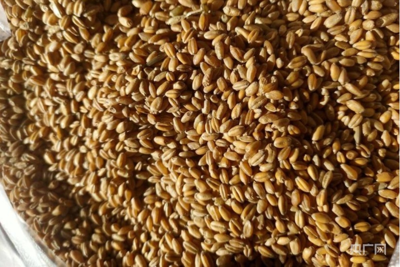 “扬麦33”（央广网发 北京一亩田新农网络科技有限公司供图）