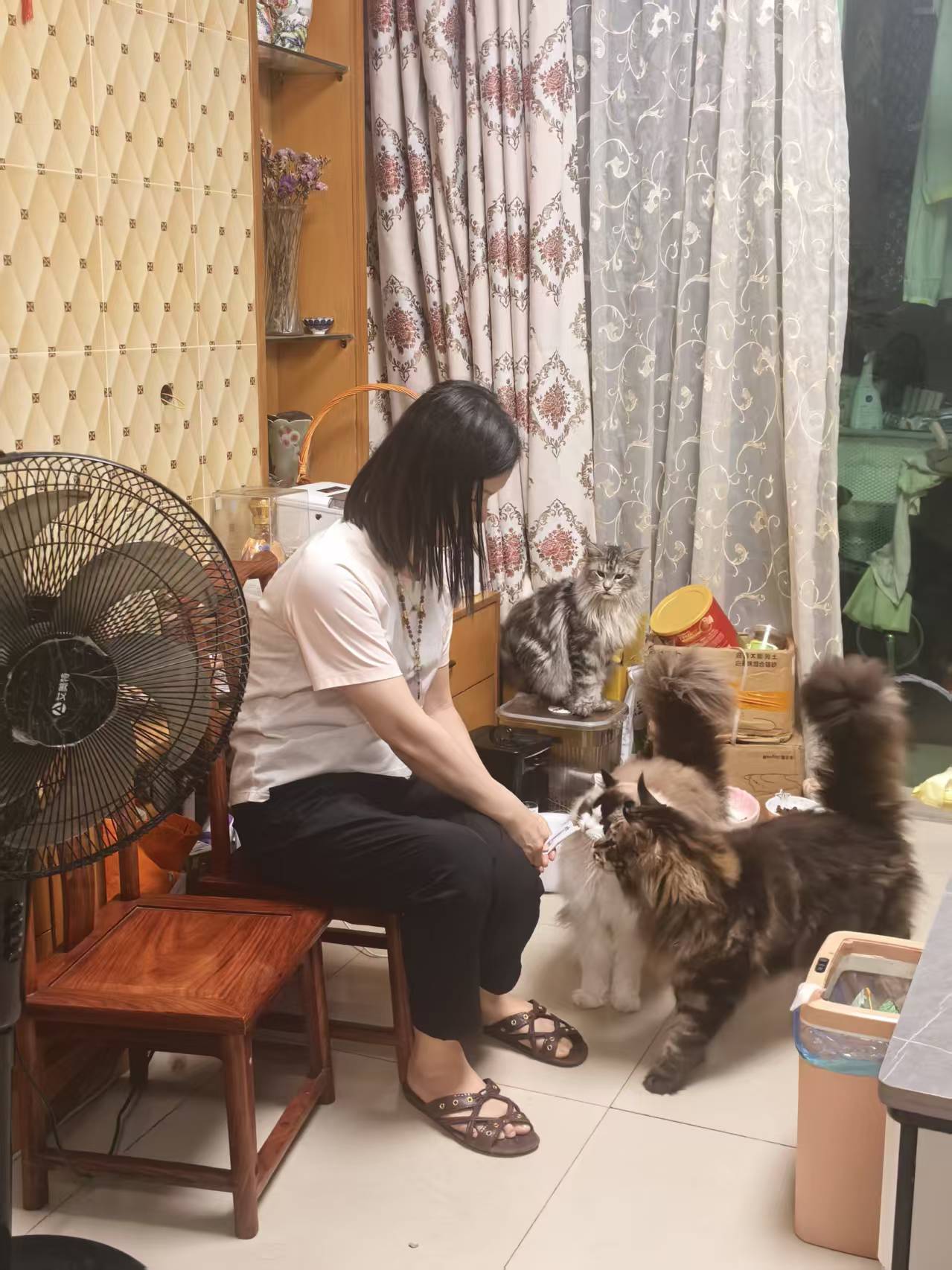 △吴梅在喂养女儿生前留下来的猫。