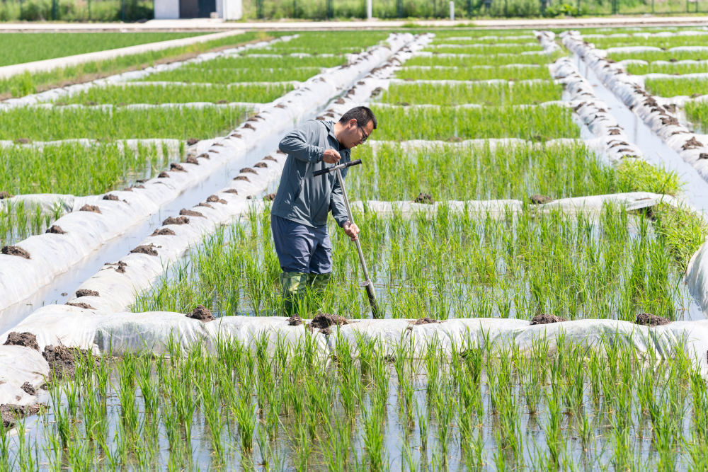 2025年6月18日,在位于黑龙江省双鸭山市宝清县的中国水稻研究所北方水稻研究中心的试验田内,科研人员取耕层土样。新华社记者 谢剑飞 摄