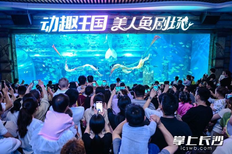 看美人鱼跳舞。