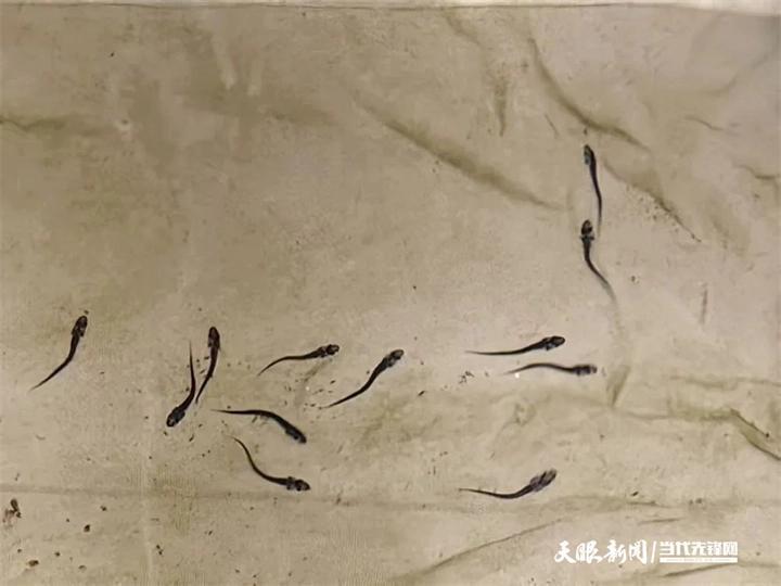 2025年4月在赤水河成功孵化的国家一级重点保护水生野生动物长江鲟鱼苗。.jpg