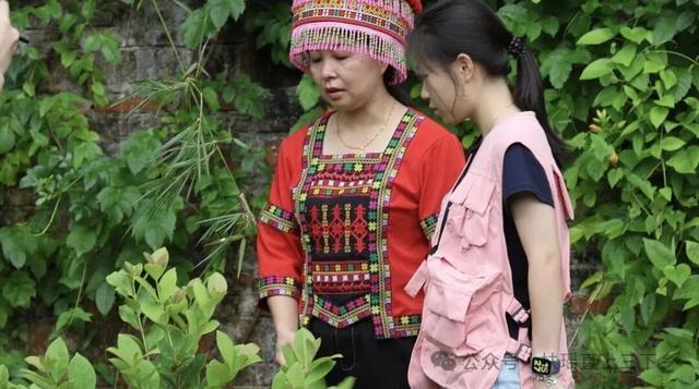 瑶药老师实地讲解药材。