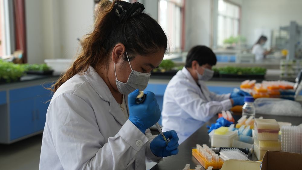 宁夏泰金种业股份有限公司实验室工作人员正在进行DNA提取。新华社记者刘海 摄