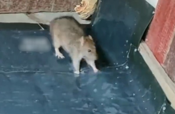 男子被老鼠咬10天后确诊鼠咬热 医生提醒:极易误当普通感冒