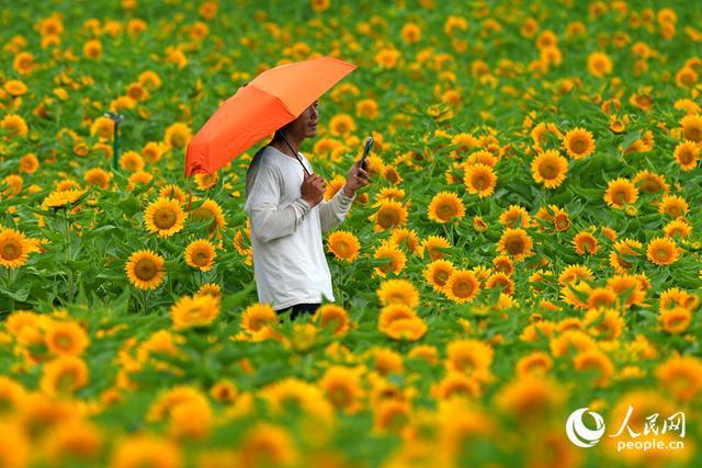 游客仿佛徜徉于金色花海之中。人民网记者 陈博摄