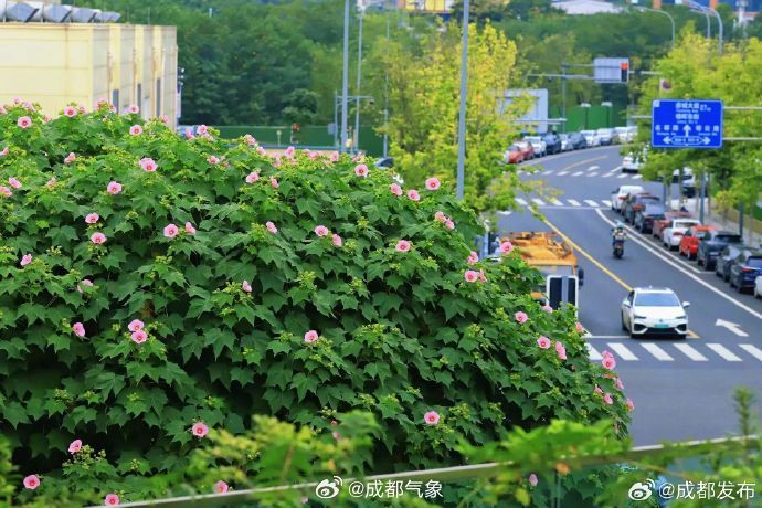 【#成都芙蓉进入最佳观赏期#！送你一片美景】进入秋天后，枝头上的热闹