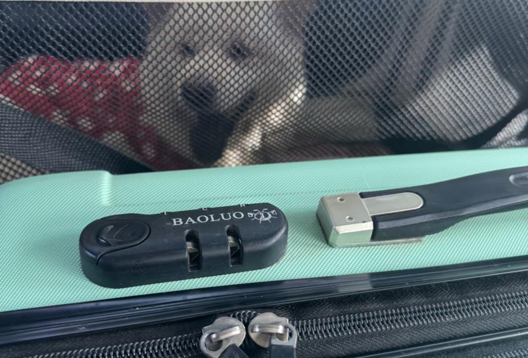 ▲桃桃提前做好预案和准备,让狗狗在3500公里途中安然无恙