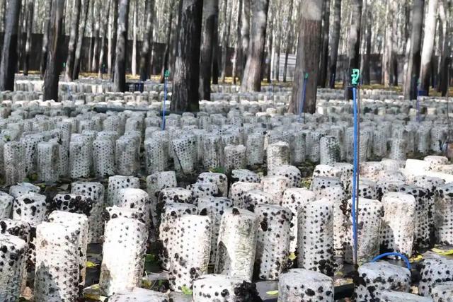 蛟流河社区利用农场闲置林地试种木耳