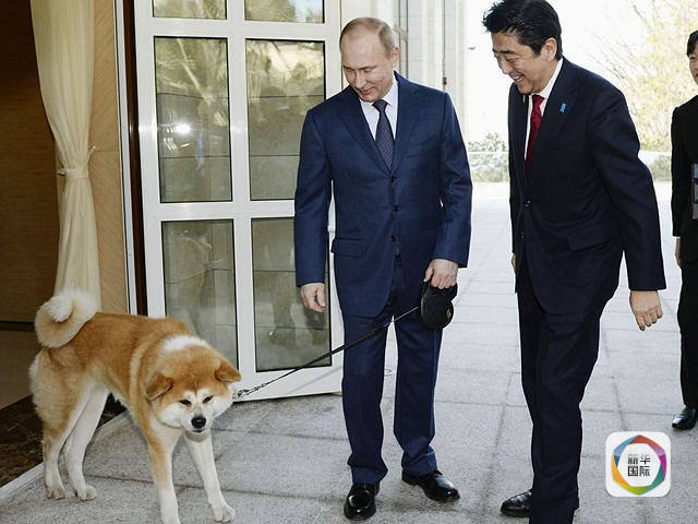 日本向俄罗斯总统普京赠送的秋田犬“梦”新华社