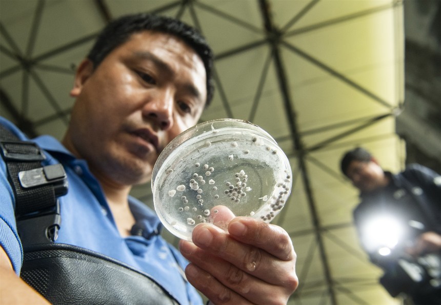 王飞观察胭脂鱼卵。冉孟军摄