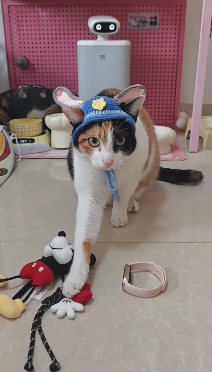 我养了第一只猫… 有什么给新晋黑猫铲屎官的建议吗?:') : r/blackcats, image size:732x1287