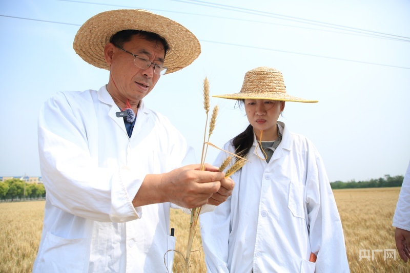 张卫军在田间查看麦穗成熟度（央广网发 时华清 摄）