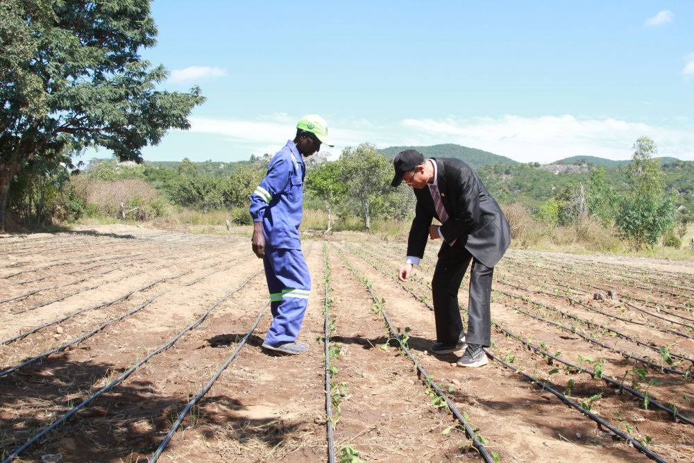 2025年5月14日，在位于津巴布韦中马绍纳兰省的中国—津巴布韦农业合作示范村，中方农业专家指导当地村民。新华社发（塔法拉 摄）