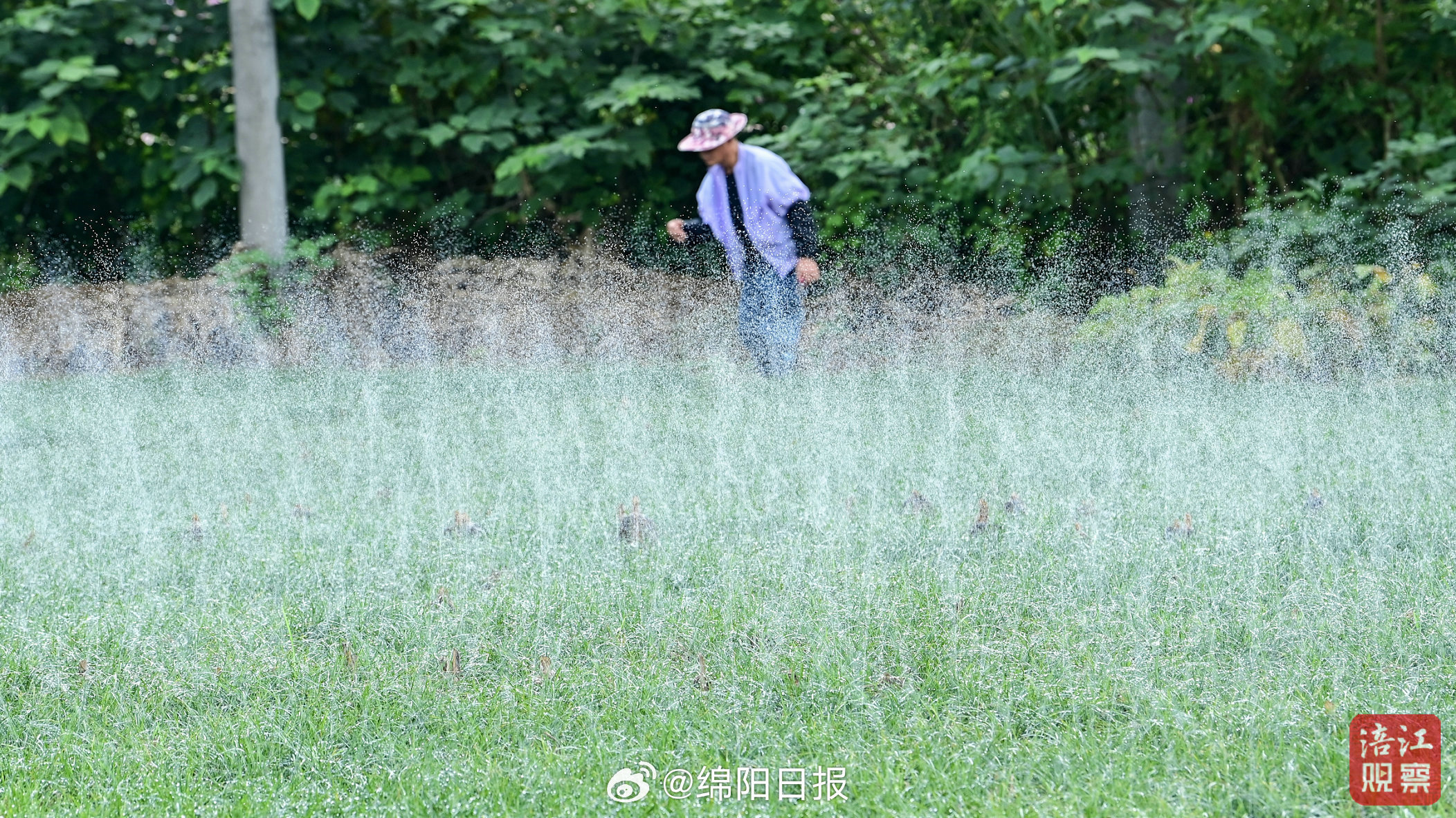 【爱看绵阳｜秋耕沃野，溪映田园】秋光正好，天高云淡。风过处，尽是清朗