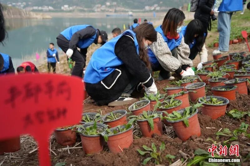科研人员将丰都车前等珍稀植物移栽至三峡库区。董晓斌 摄