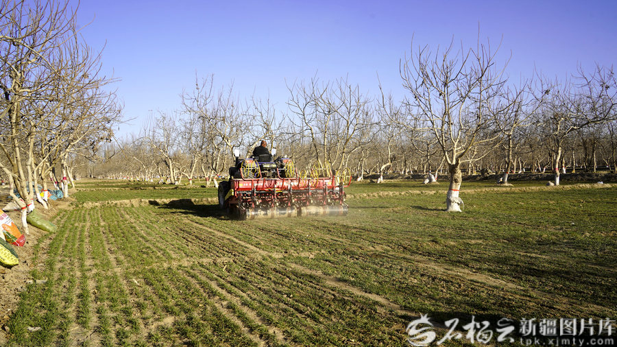 2月25日，策勒县策勒乡的村民正在进行冬小麦施肥。杨鑫兰摄