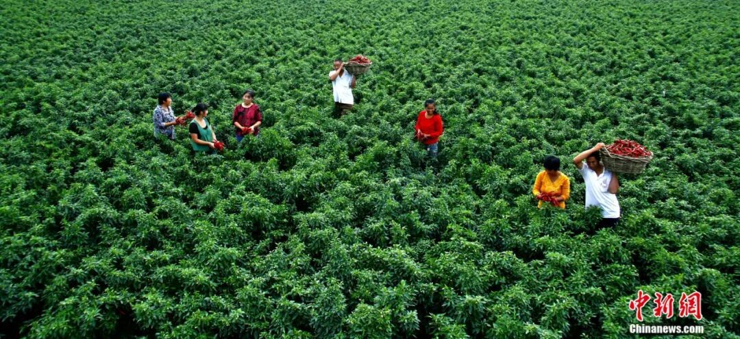 图为鸡泽县椒农正在采摘辣椒。 中共鸡泽县委宣传部供图