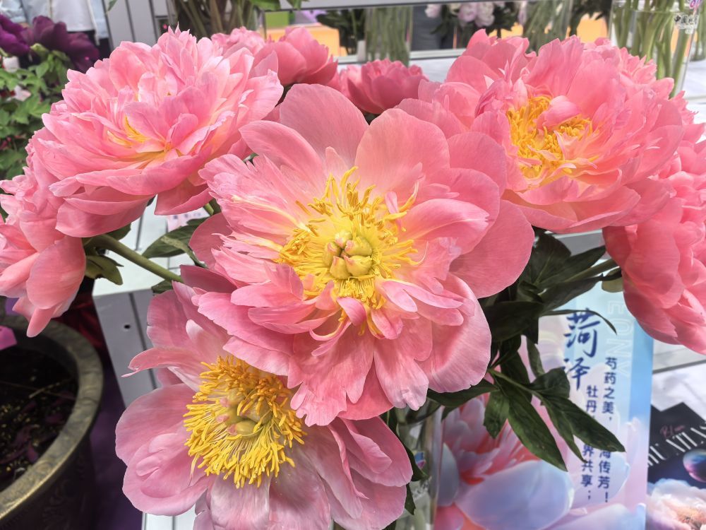 展会上的“夏威夷珊瑚粉”芍药花,花瓣颜色会随着花期逐渐变淡,花朵娇艳美丽吸引参观者驻足观看。新华社记者 韩佳诺 摄