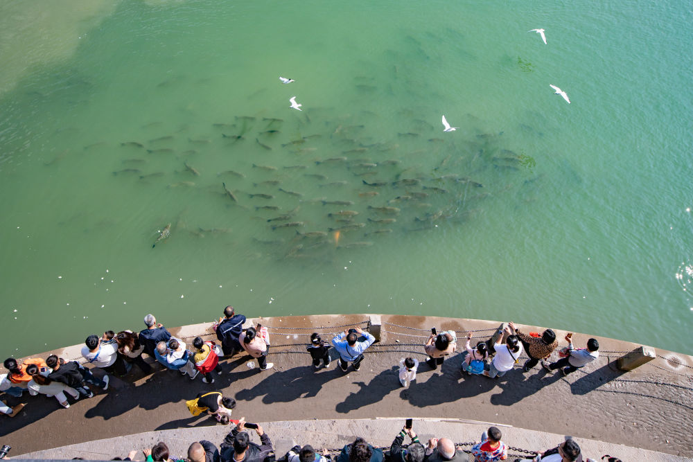 市民在三江口观赏红嘴鸥和鱼群。新华社发（彭珉翔 摄）