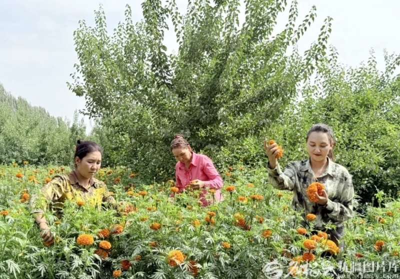 英吉沙县苏盖提乡色日格拉村村民在果园里采收套种的万寿菊（资料图片）。英吉沙县融媒体中心供图