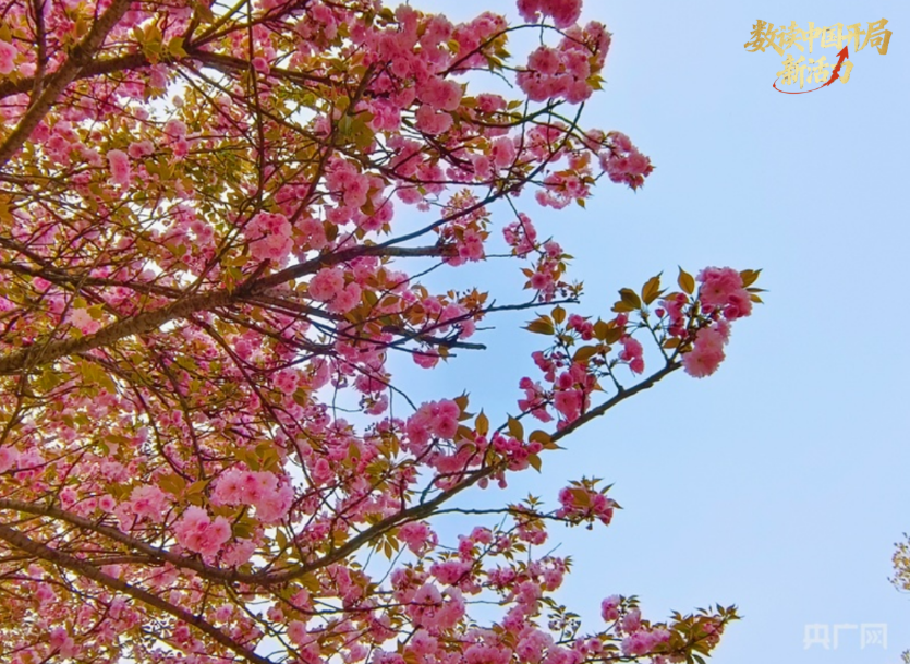 浪漫樱花唯美绽放（央广网记者 栾小琳 摄）
