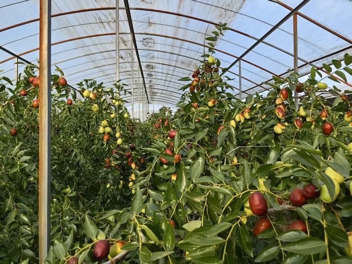 图为枣农张剑峰种植的大棚枣。新华每日电讯记者柴婷 摄
