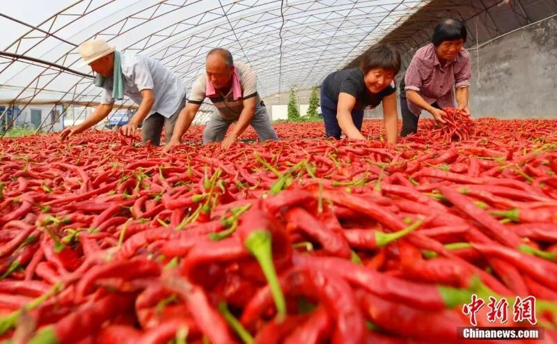 图为鸡泽县椒农在晒辣椒。(资料图)中共鸡泽县委宣传部供图