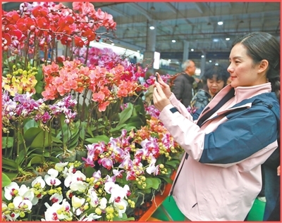 来自四川的游客在斗南花卉市场选购鲜花。薛莹莹摄（影像中国）
