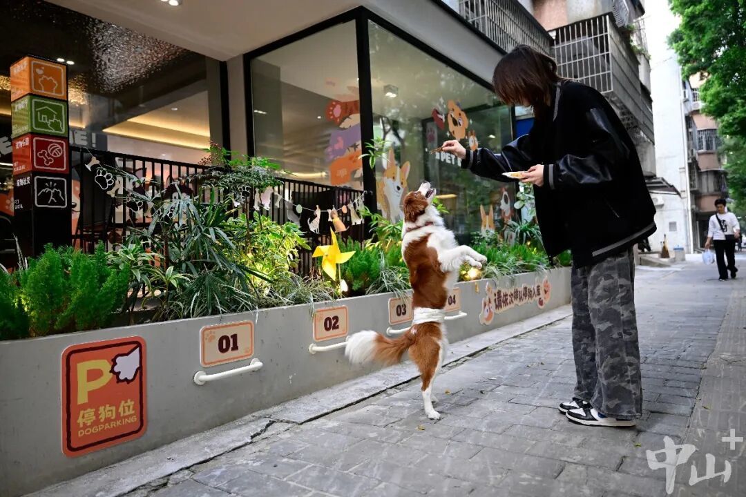 2026年1月18日,中山市东区街道花苑社区,不少宠物友好商家贴心设置了“停狗位”。图为一名顾客在店外的停狗位前和宠物互动。