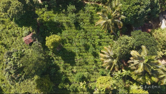 斯里兰卡的椰林茶园