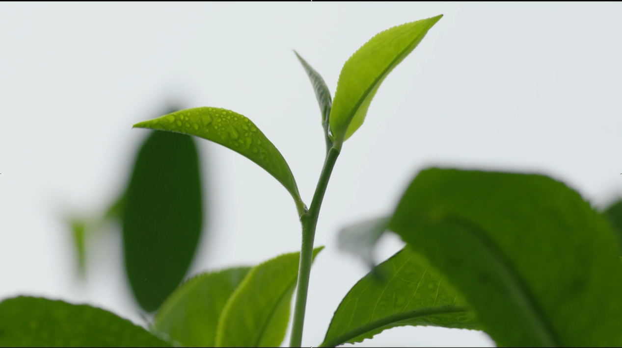 茶叶1